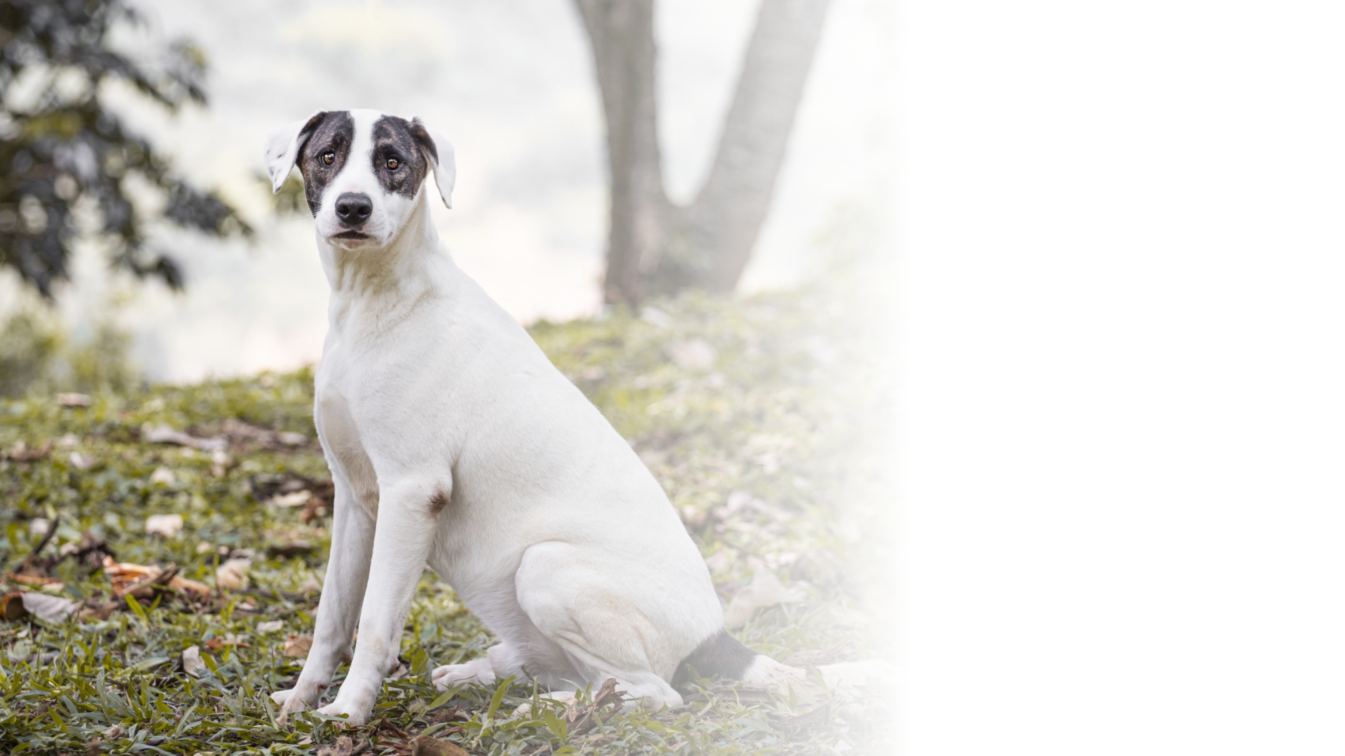 landing Encuesta Animal