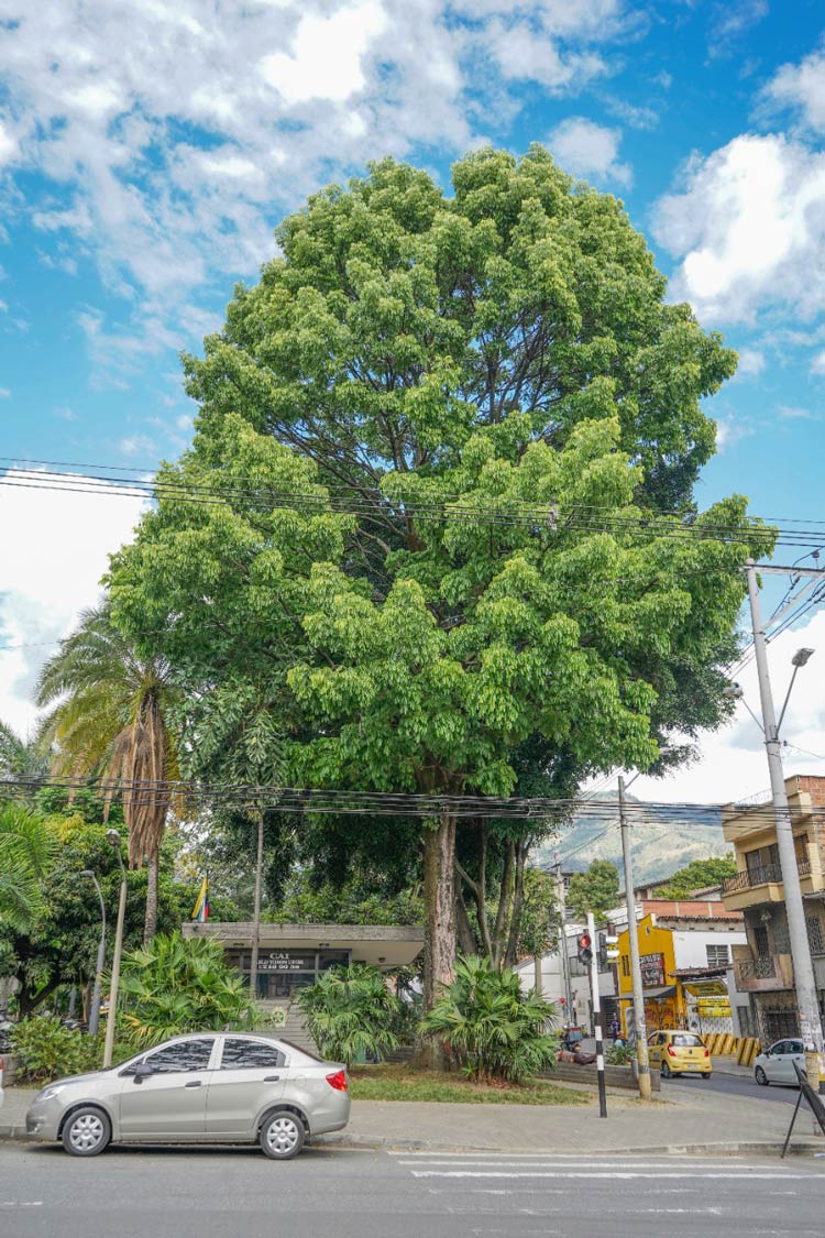 Árbol en la calle