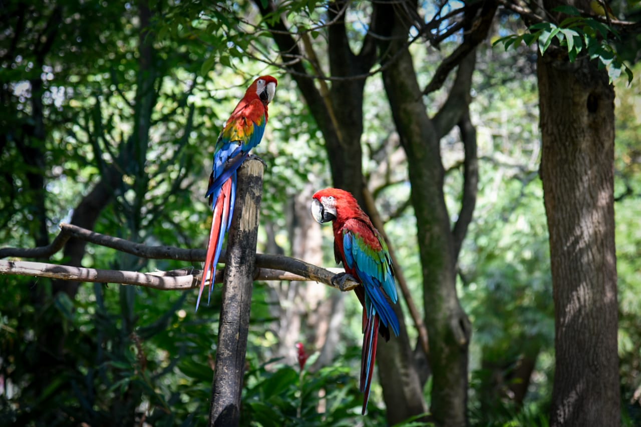 Loros colombianos
