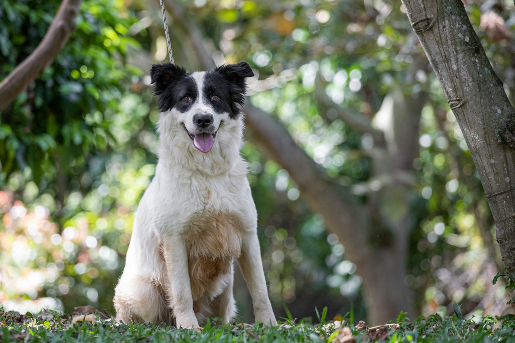 Perro sonriente