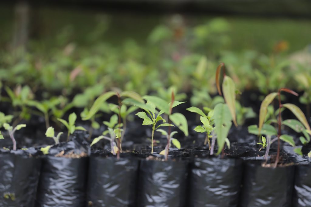 Brotes de plantas