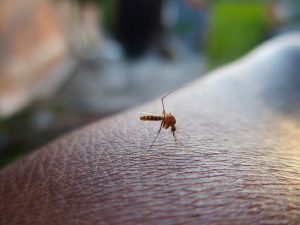 Mosquito transmisor del dengue sobre piel humana