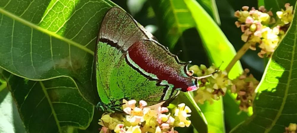 20200807-Mariposa-Sedosa-Quetzal-Evenus-Regalis