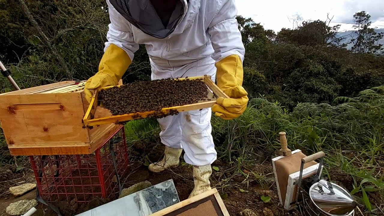 Manipular Abejas