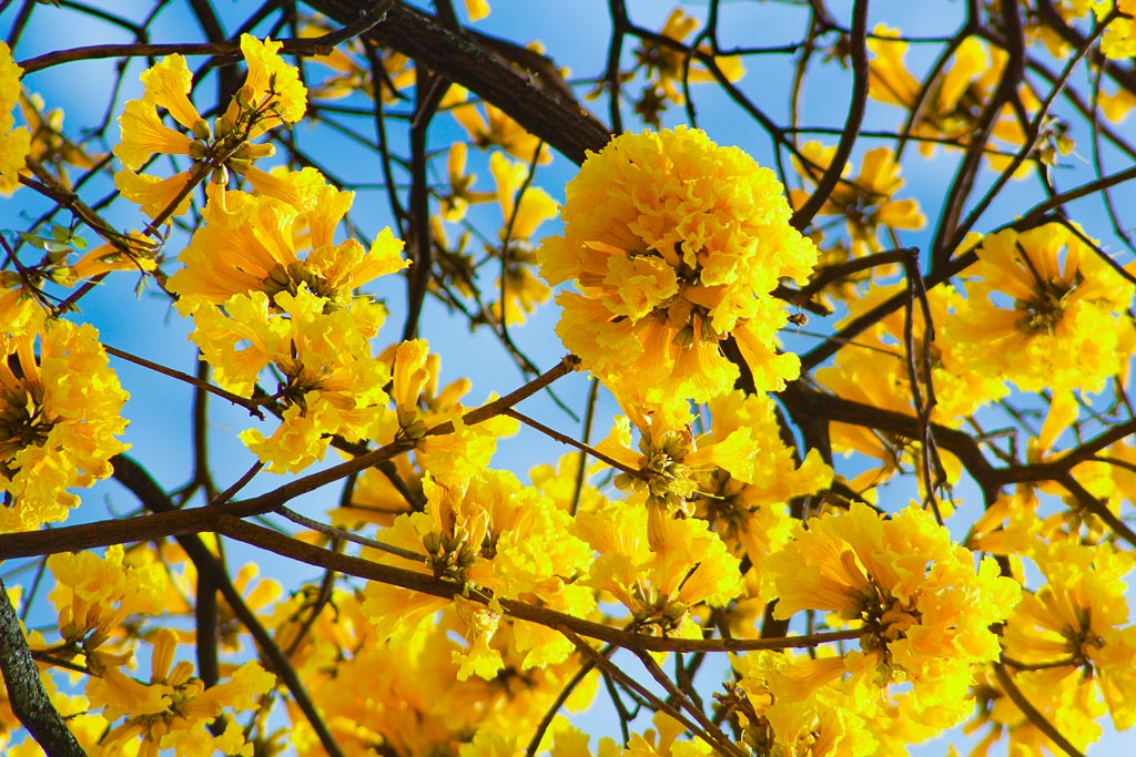 Guayacanes de Medellín