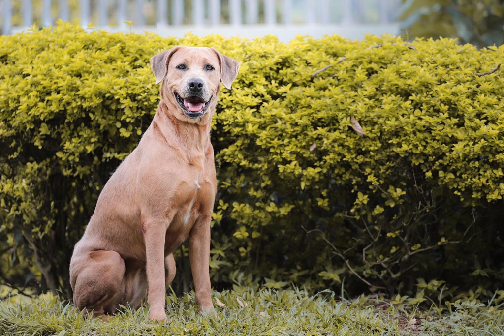 Perros rescatados por maltrato y abandono