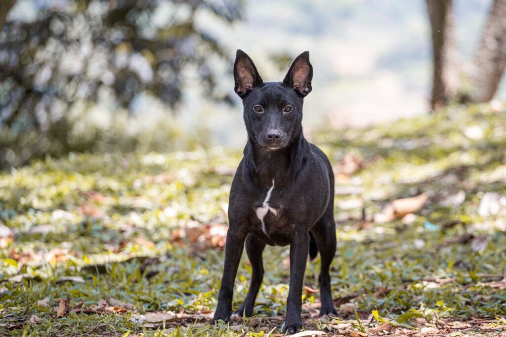 Perros rescatados por maltrato y abandono