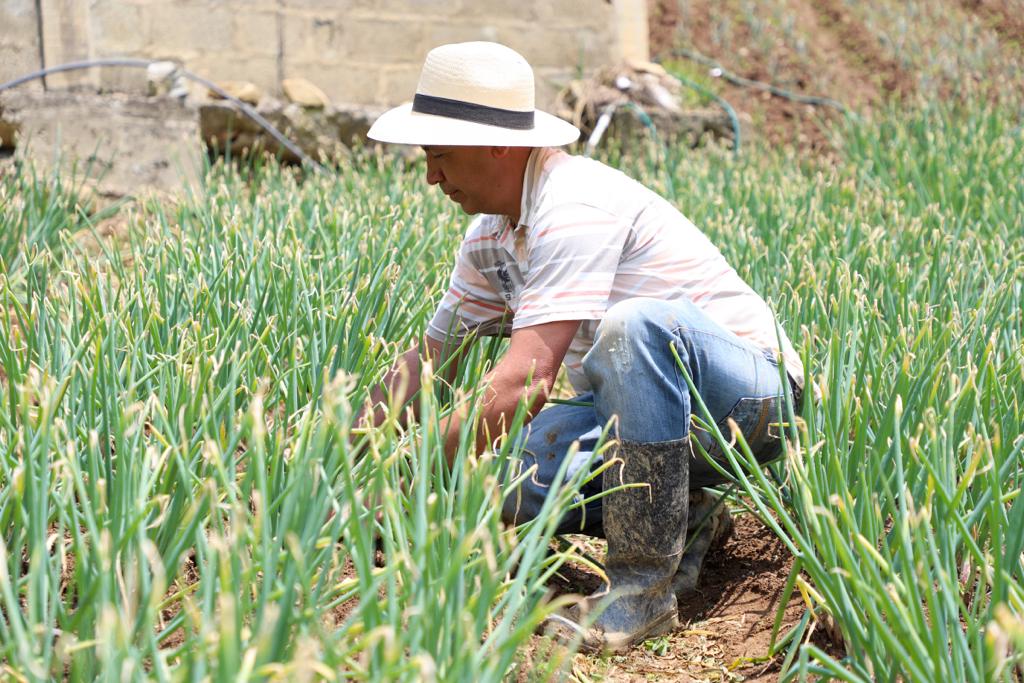 Campesinos de Medellín