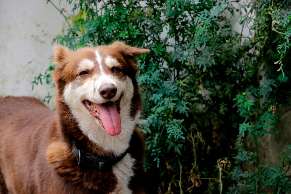 Condiciones de los animales de compañía