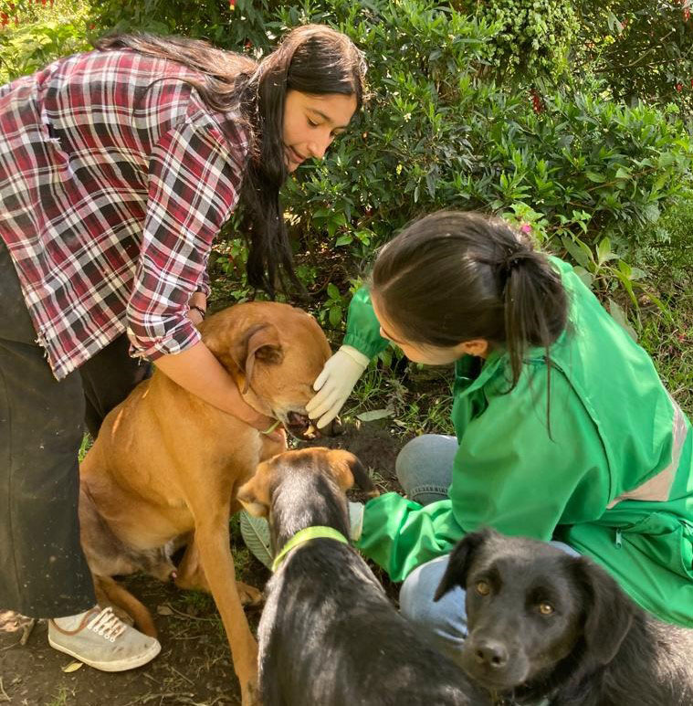 Condiciones de los animales de compañía