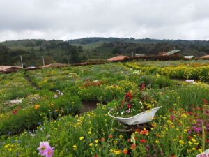 Finca silletera El Pensamiento