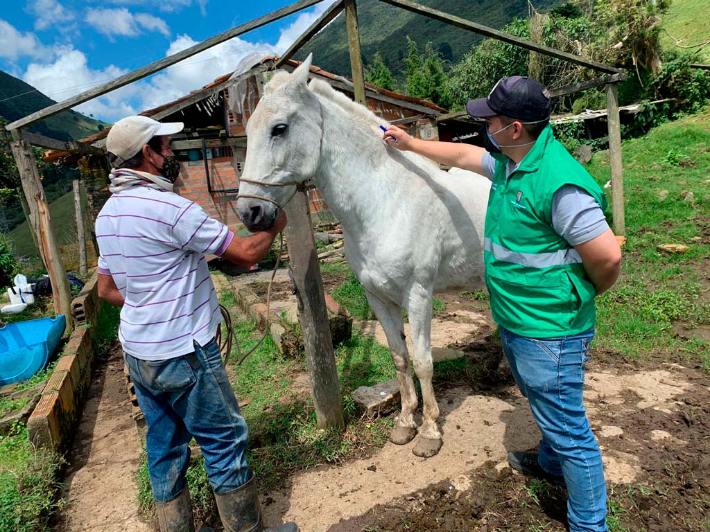 Animales de especies mayores