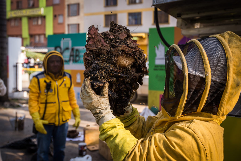 Recomendaciones ante posibles incidentes con abejas