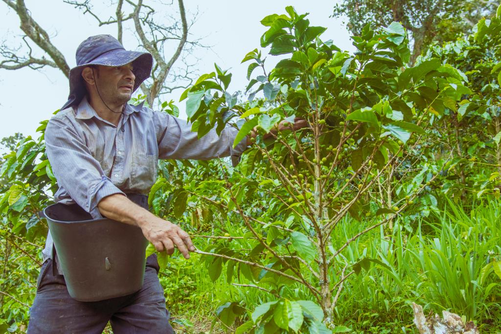 Estrategia “Cadena del Café”. Foto Alcaldía de Medellín
