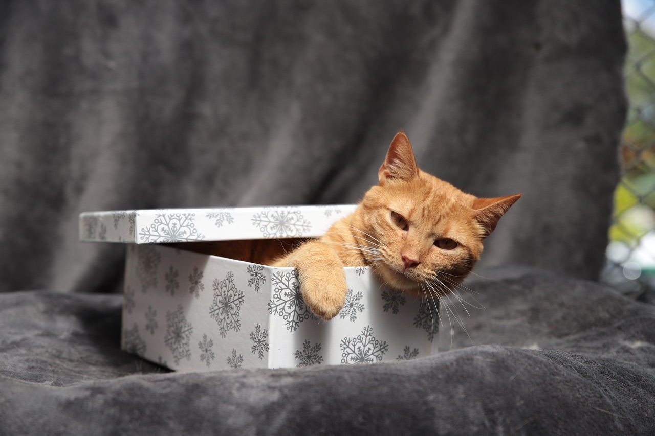 Nuevo punto de adopción de animales de compañía