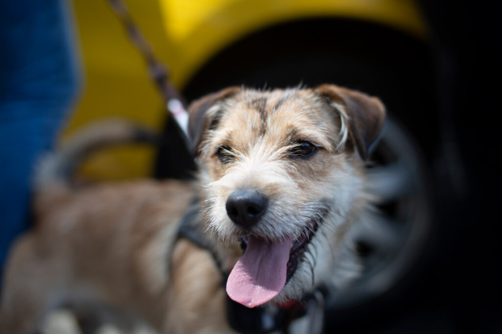 Nuevo punto de adopción de animales de compañía 