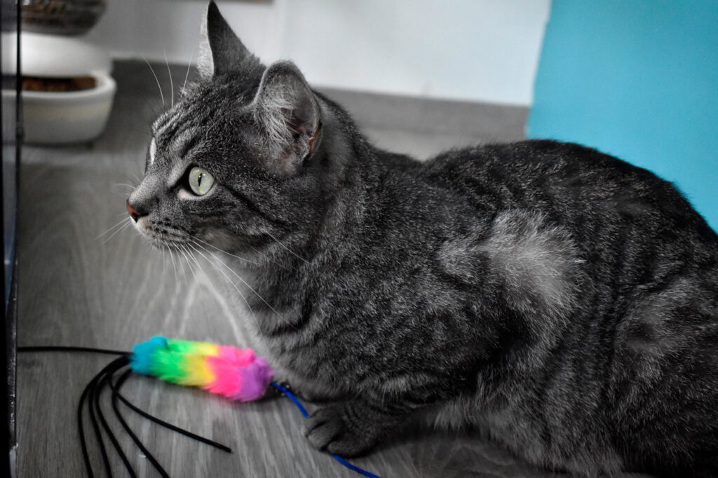 Nuevo punto de adopción de animales de compañía 