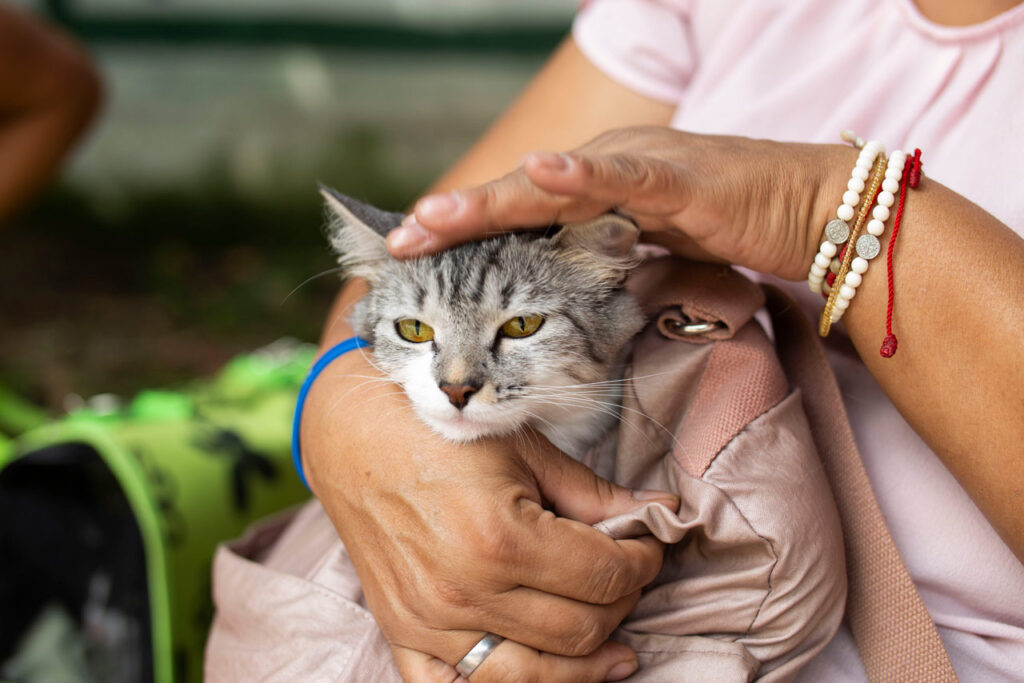 Este sábado se cumplirá nueva jornada de esterilizaciones y adopciones de animales de compañía