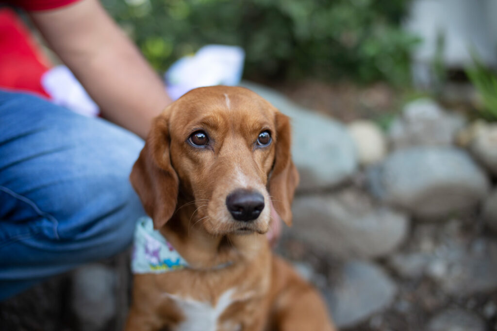 Este sábado se cumplirá nueva jornada de esterilizaciones y adopciones de animales de compañía