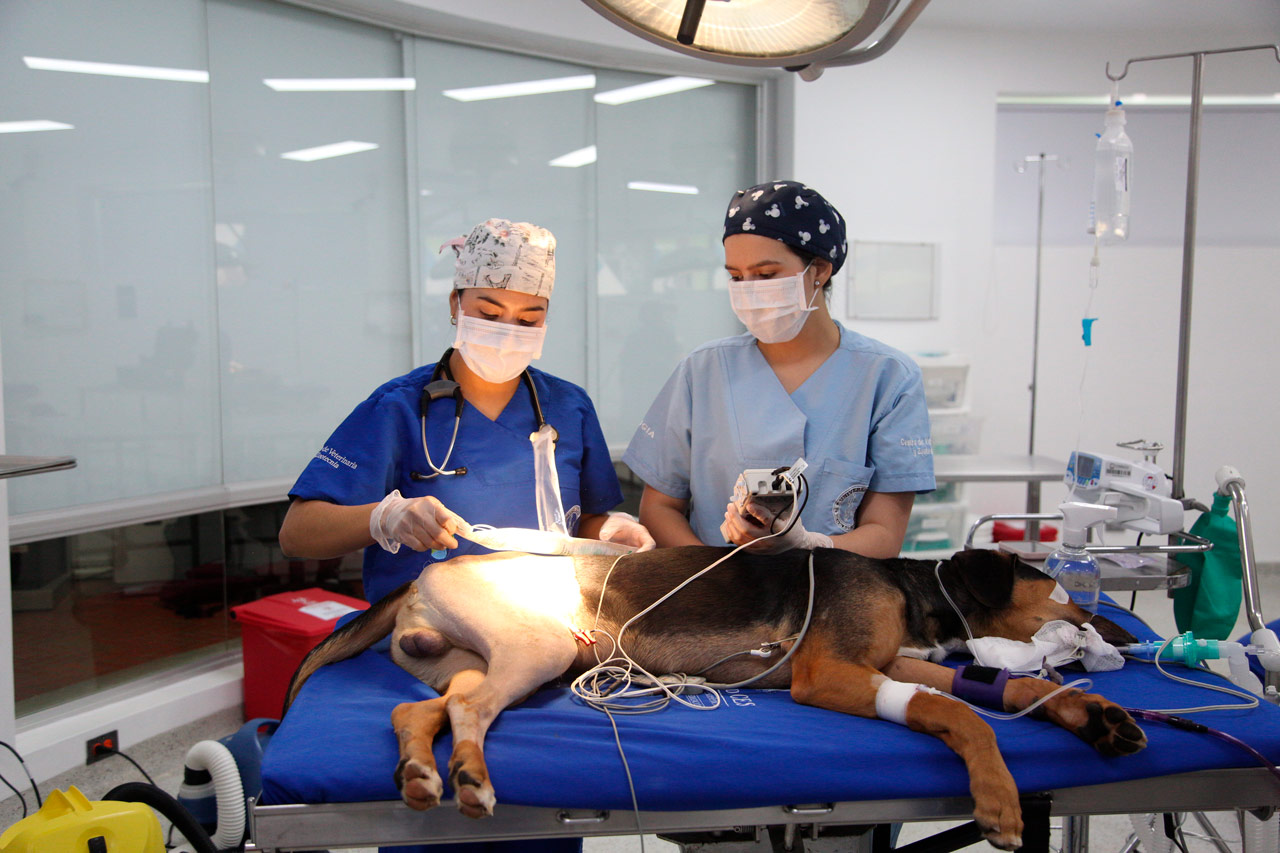 Medellín aplica tecnología 3D para mejorar la calidad de vida de los animales de compañía