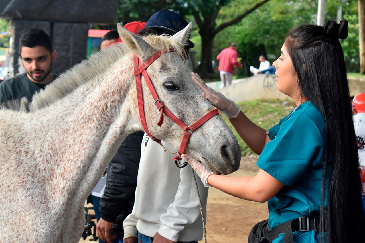 Más de 500 especies mayores fueron atendidas este año con programas de bienestar animal