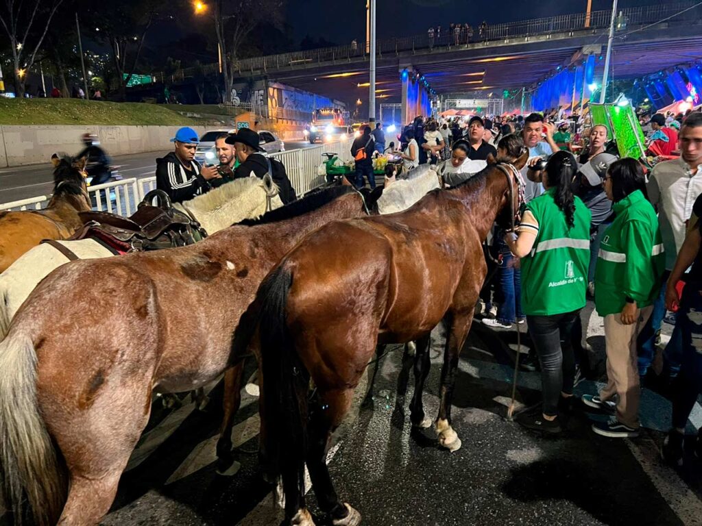 Más de 500 especies mayores fueron atendidas este año con programas de bienestar animal