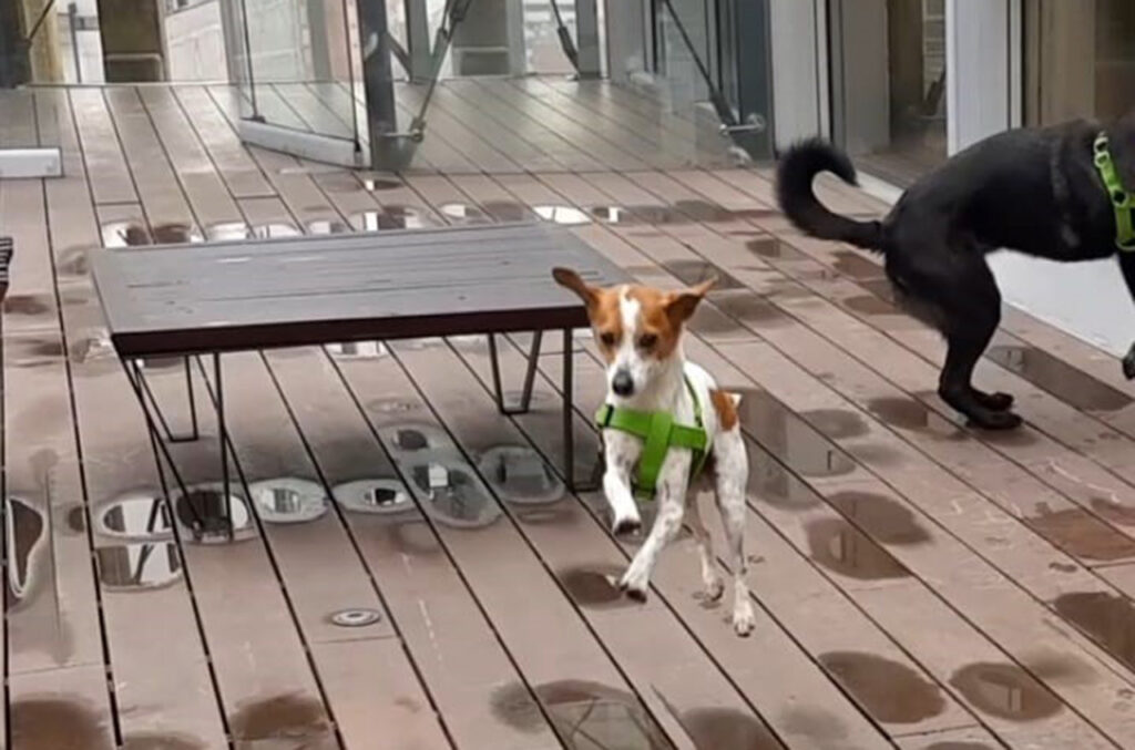 Sanders. Foto Juan David Yepes