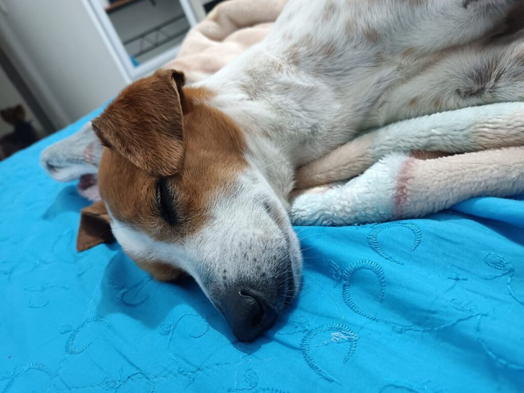 Sanders. Foto Juan David Yepes