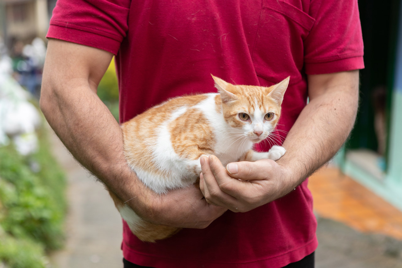 Medellín ha vacunado gratis este año a 150.735 perros y gatos contra el virus de la rabia