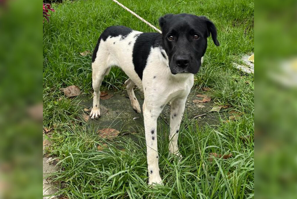 Centro de Bienestar Animal La Perla