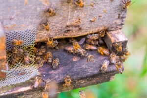Planes turísticos en Medellín