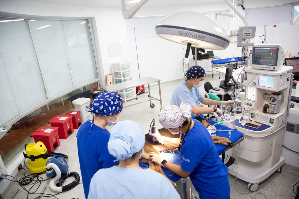 Cirugías en 3D para operar a perros y gatos