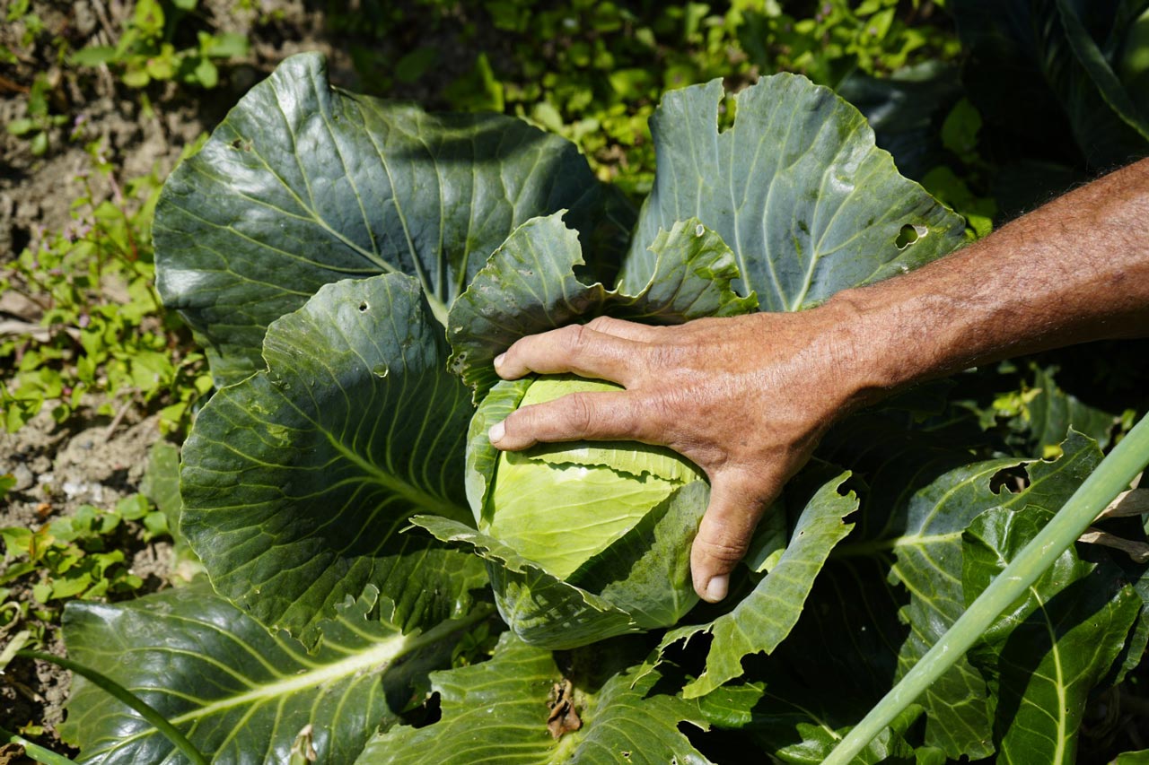 Se abre convocatoria para la creación de 700 huertas para el autoconsumo en el Distrito