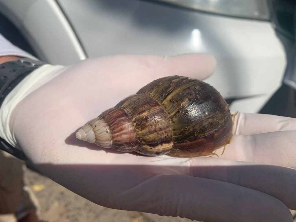 Comité de Ornato y Aseo que ayuda a controlar la plaga de caracoles africanos