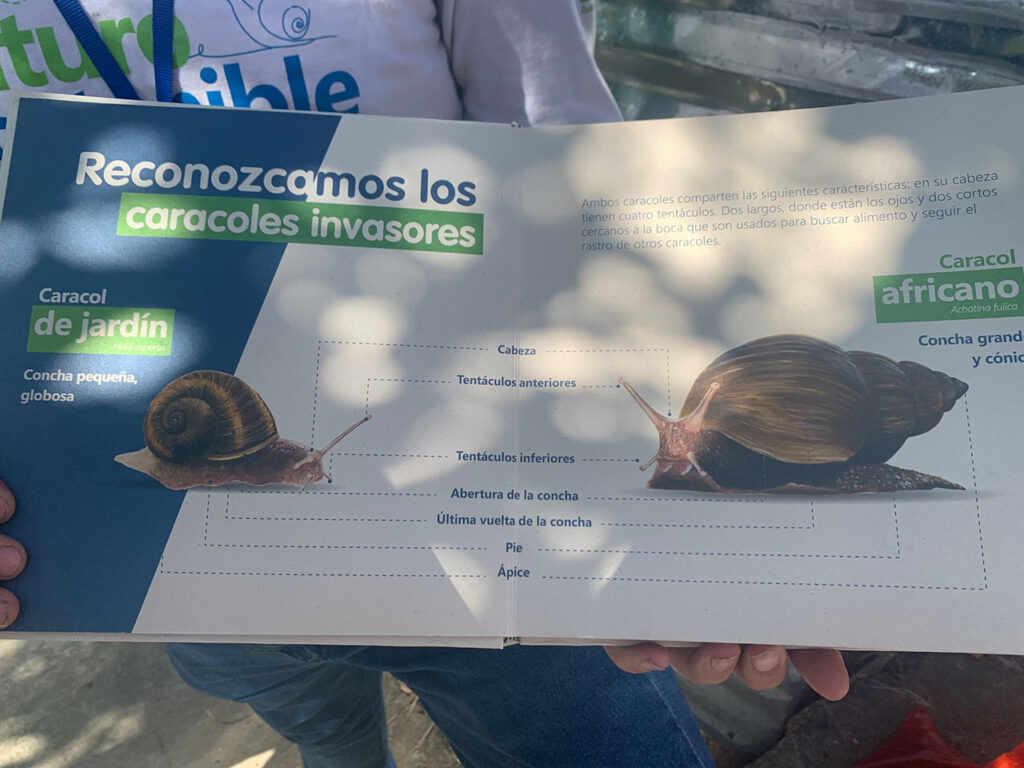 Comité de Ornato y Aseo que ayuda a controlar la plaga de caracoles africanos