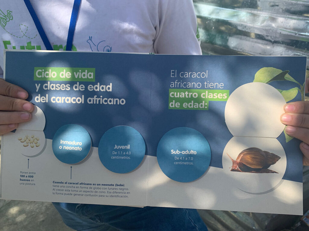 Comité de Ornato y Aseo que ayuda a controlar la plaga de caracoles africanos