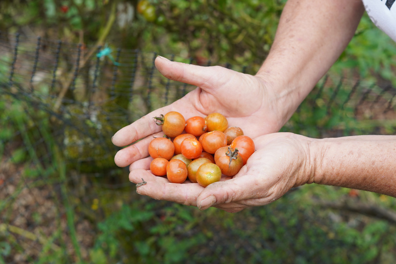 Con la implementación de 405 ecohuertas, Medellín sigue impulsando las buenas prácticas ambientales y la seguridad alimentaria