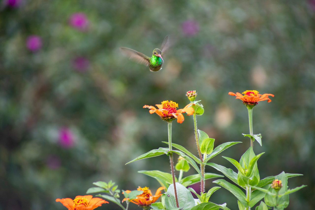 La muestra itinerante “Medellín biodiversa” recorre comunas y corregimientos para mostrar la riqueza de las reservas naturales de la ciudad