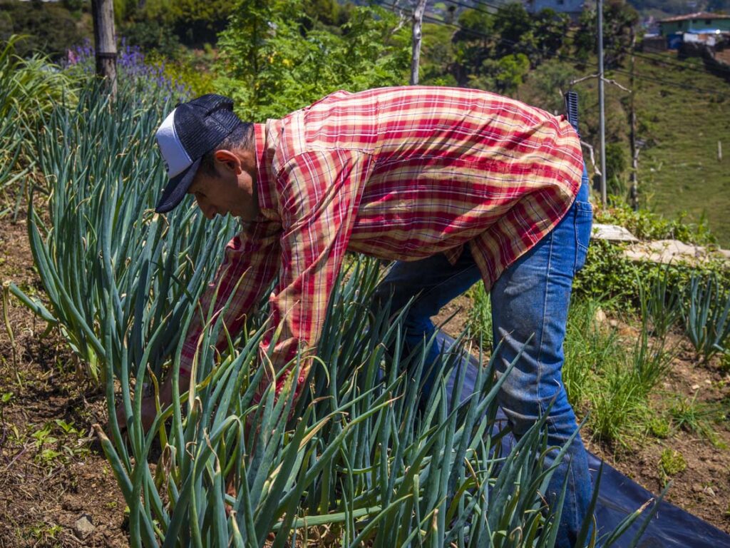 Distrito Rural Campesino de Medellín 