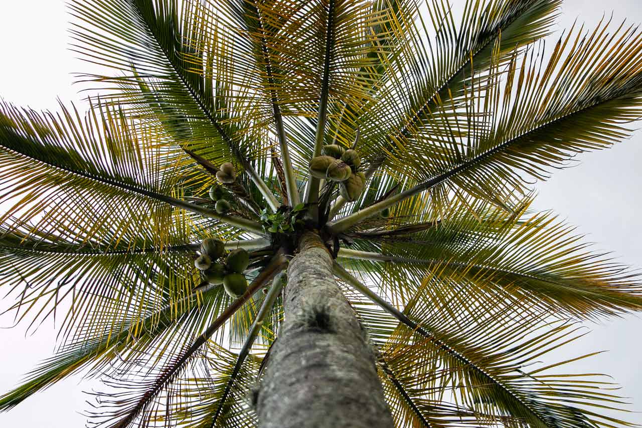 La Alcaldía de Medellín hace recomendaciones para el cuidado y protección de la palma de cera y de la fauna silvestre durante la Semana Santa