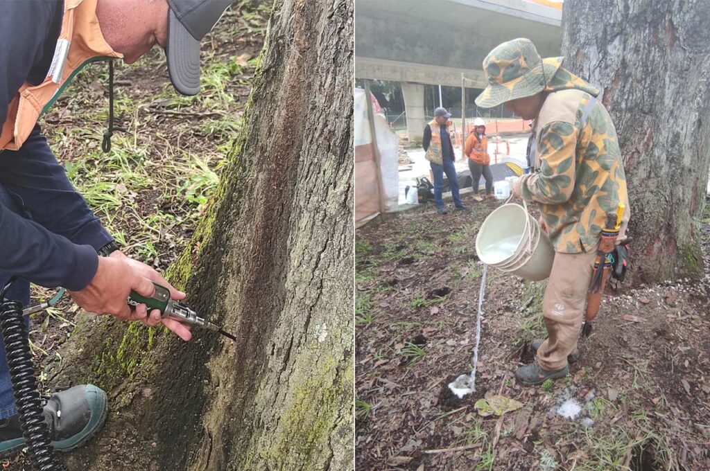 Un caracolí es el gigante guardián del intercambio de la 34 con Los Balsos