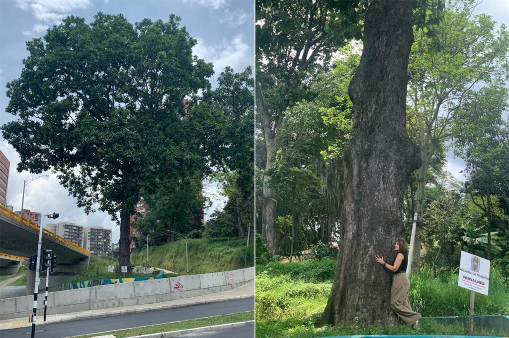 Un caracolí es el gigante guardián del intercambio de la 34 con Los Balsos