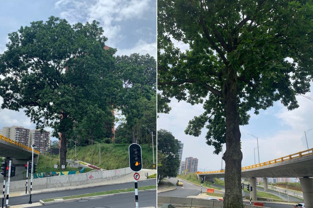 Un caracolí es el gigante guardián del intercambio de la 34 con Los Balsos