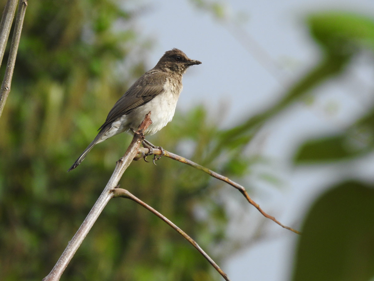 Avistamiento de aves