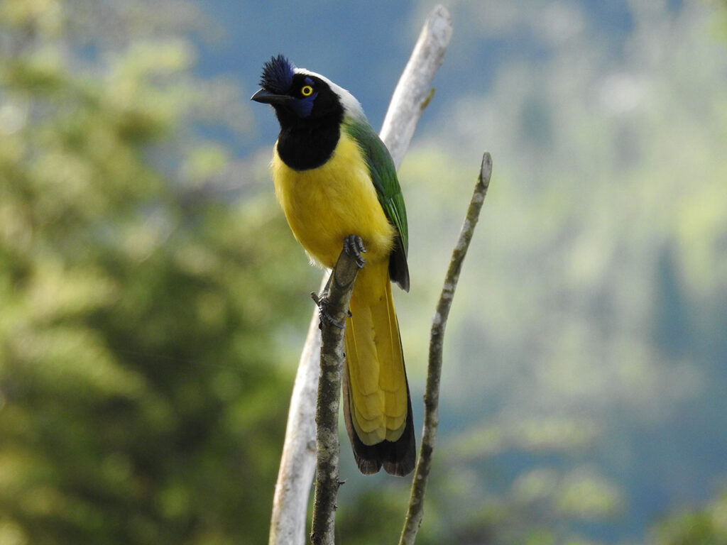 Aves en el Refugio de Vida Silvestre Aguas Frías