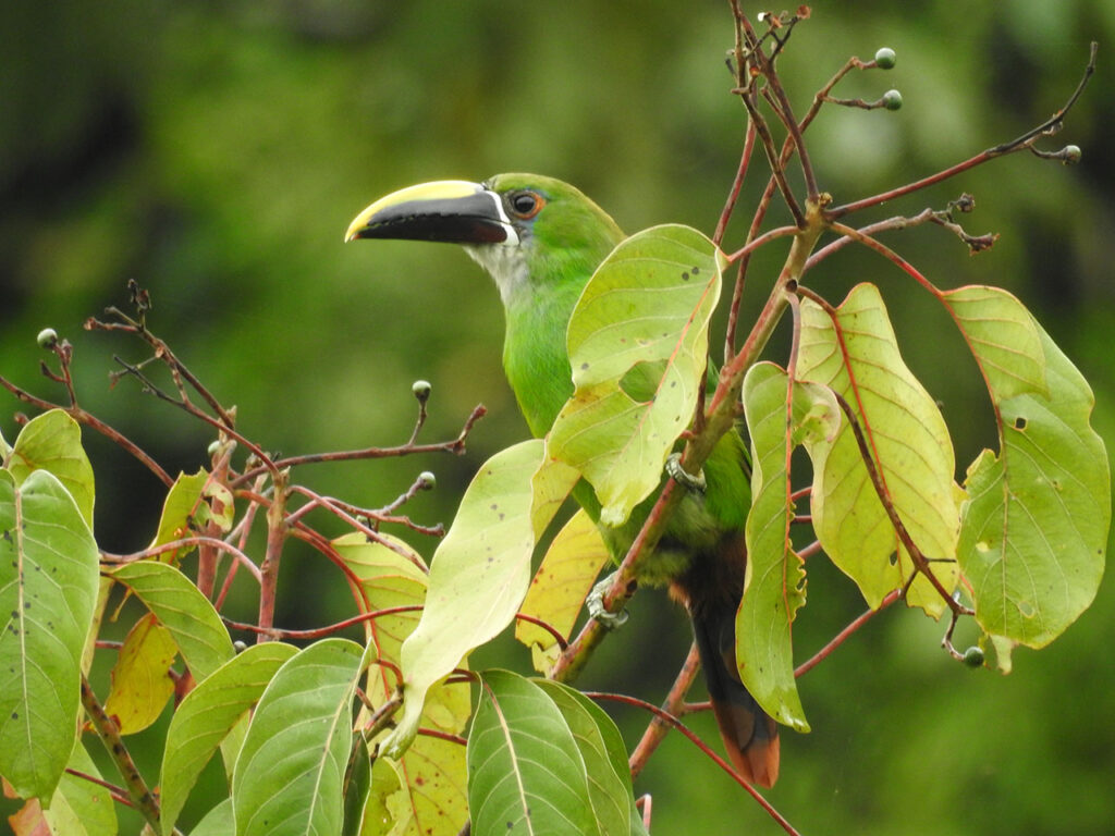 Aves en el Refugio de Vida Silvestre Aguas Frías