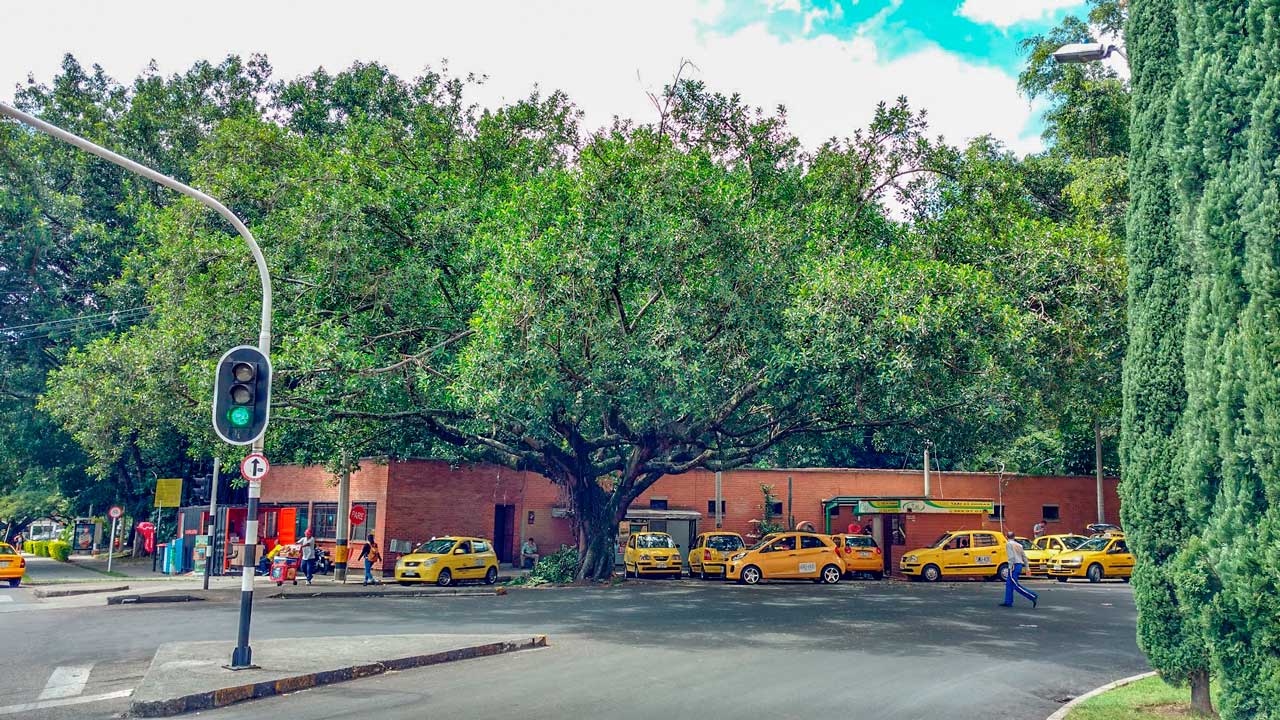 Con el cuidado y protección de los árboles, el Distrito garantiza la remoción de 1.574 toneladas de carbono al año