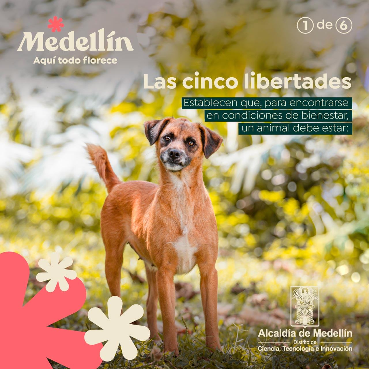 Si ellos hablaran exigirían sus “cinco libertades”