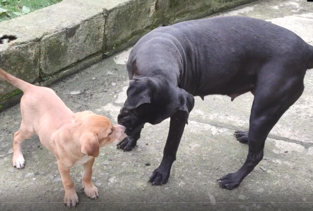 Albergue Amor Peludo