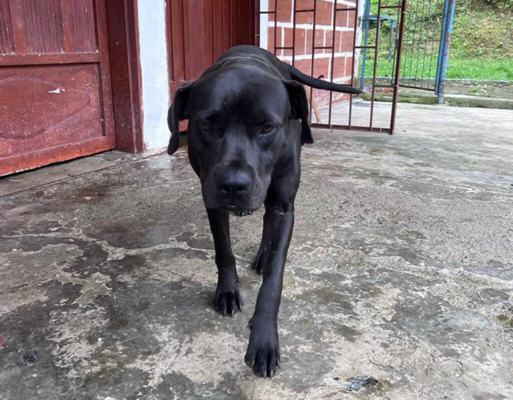 Albergue Amor Peludo